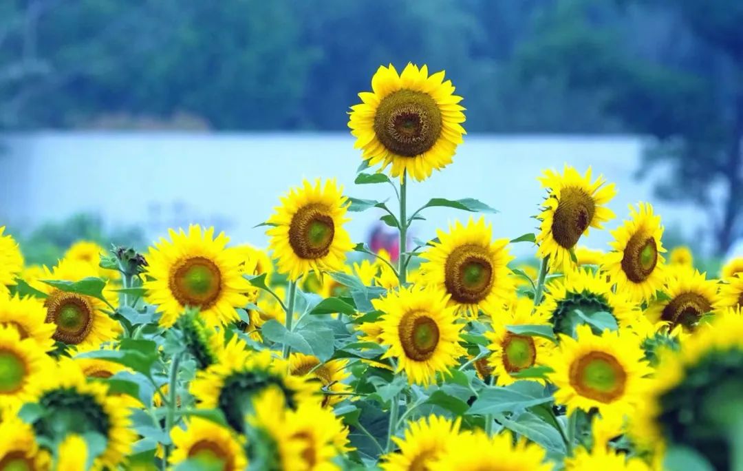 Ще има дъждове или гръмотевични бури в Нингбо по време на лятното слънцестоене днес